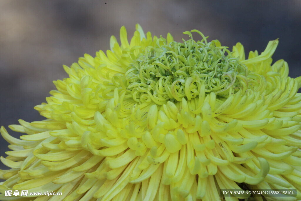 菊花 