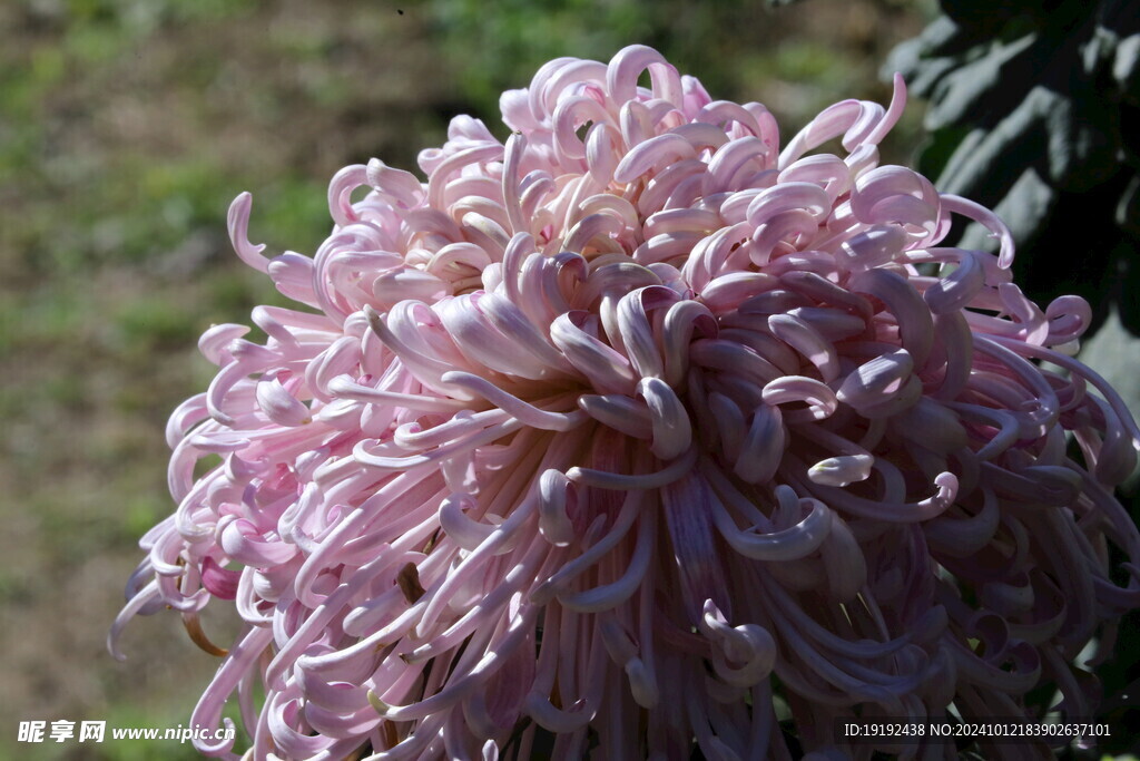 菊花  