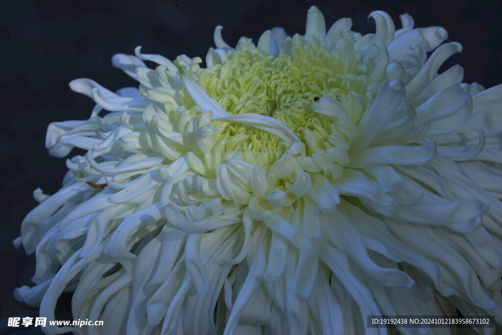 菊花  