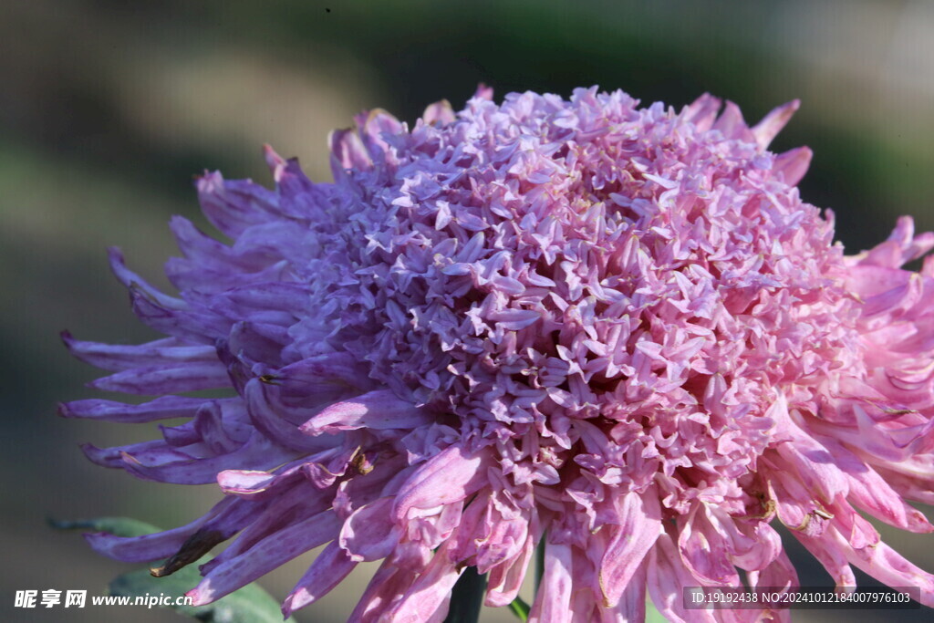 菊花 