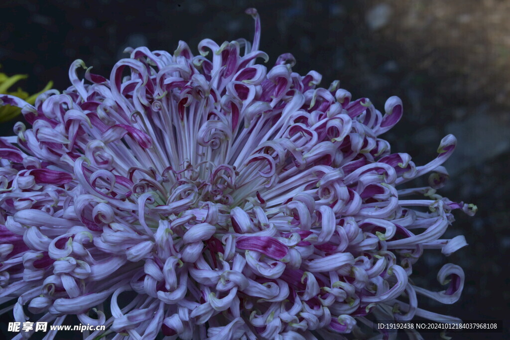 菊花  