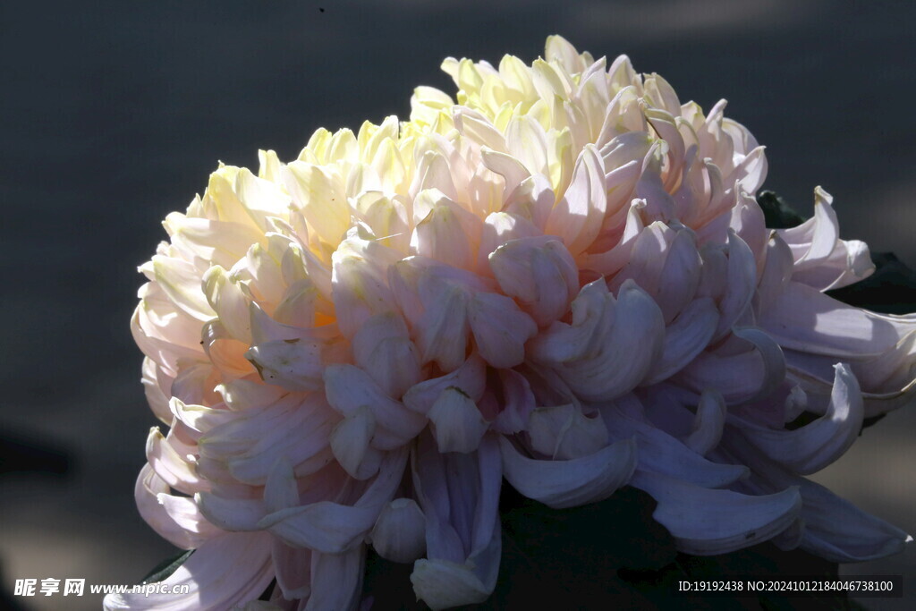 菊花 