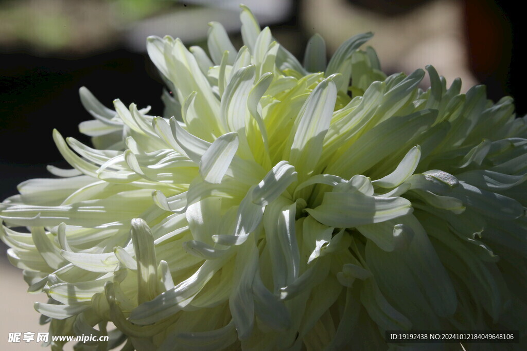 菊花   