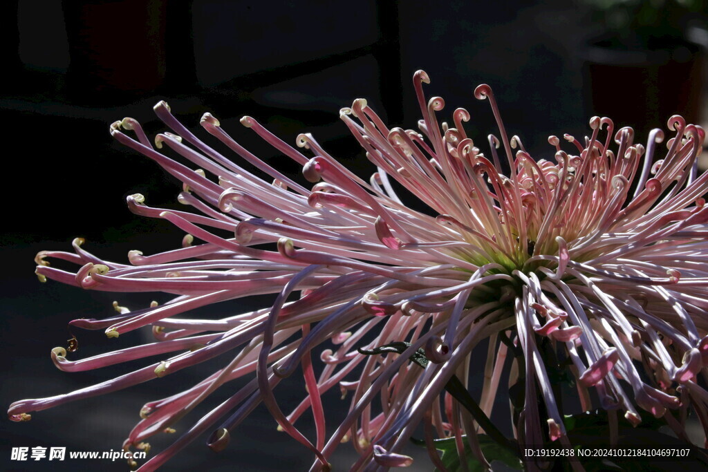 菊花  