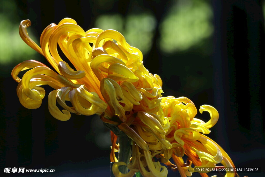 菊花   
