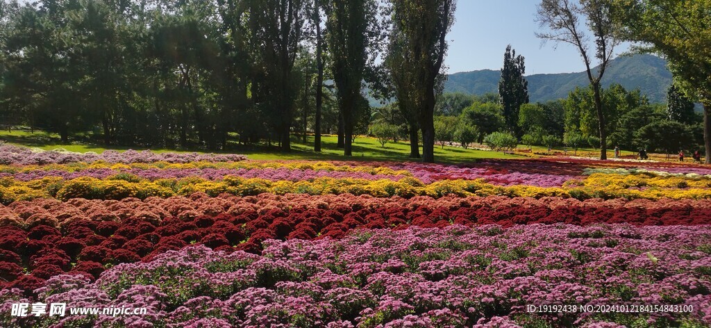 菊花 