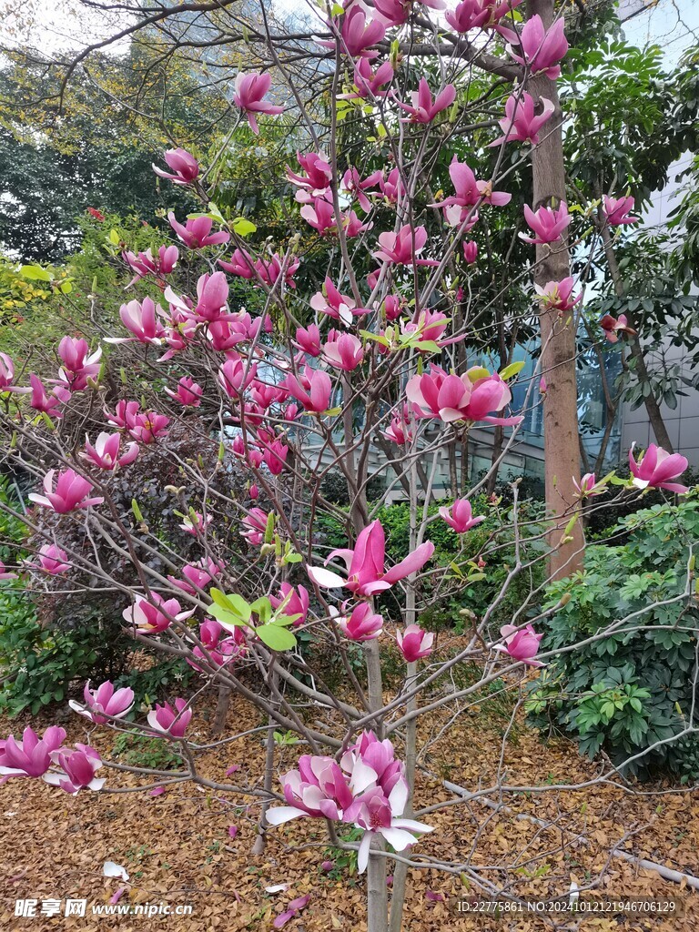 农村野外鲜花