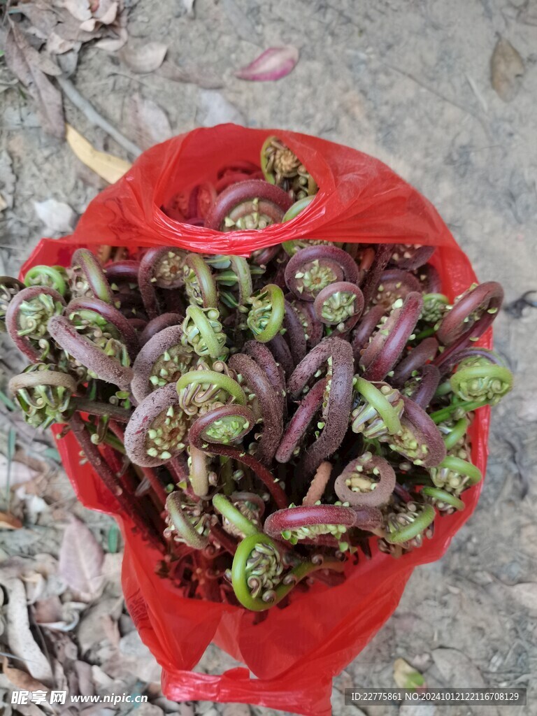 农村植物蔬菜阙勾 