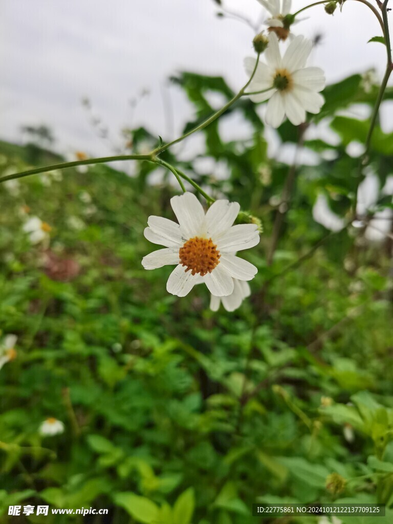 农村田地景色