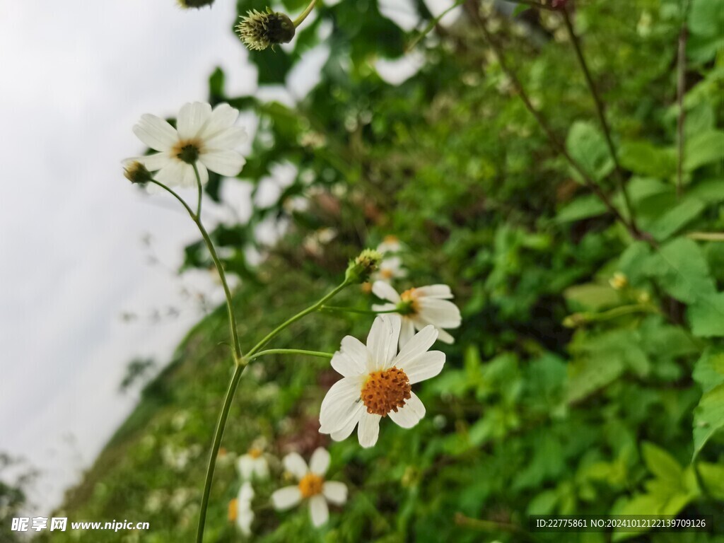 农村田地景色