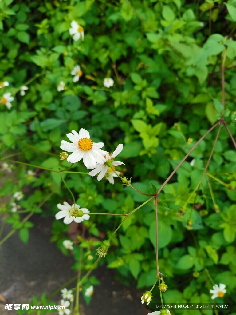 农村田地景色