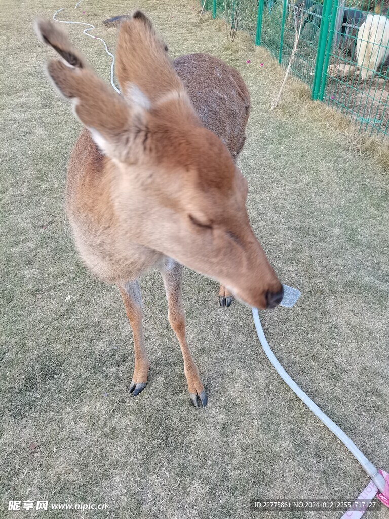 动物园梅花鹿