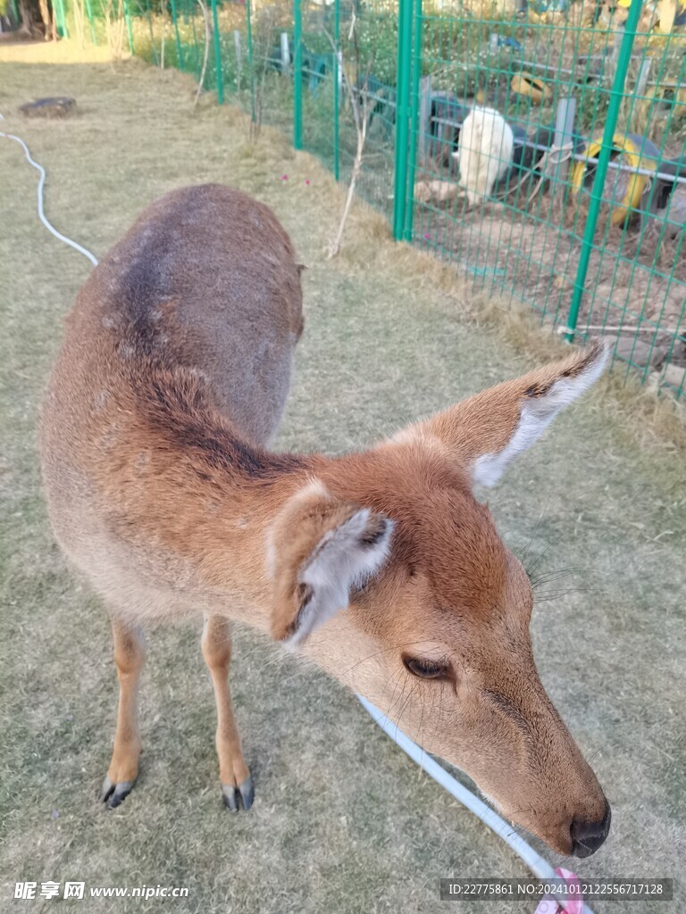 动物园梅花鹿