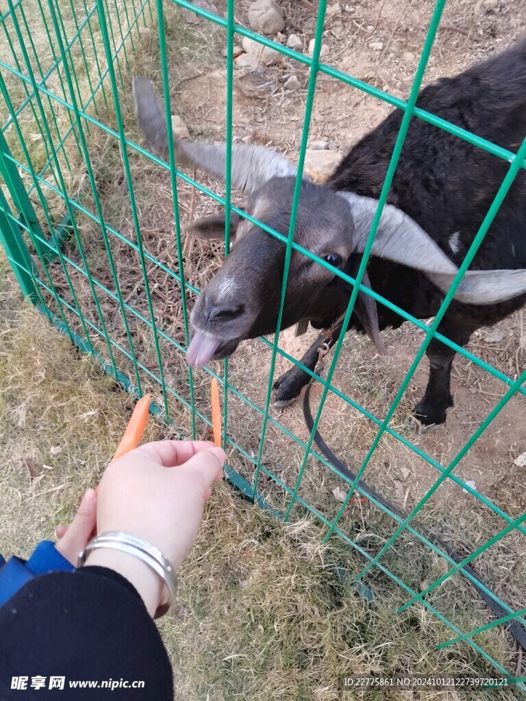 动物园黑山羊