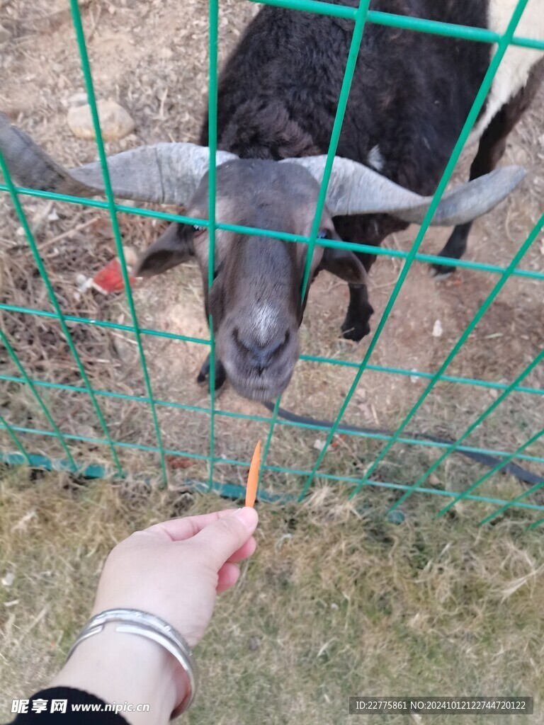 动物园黑山羊