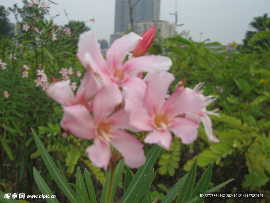 郊外植物鲜花百合花