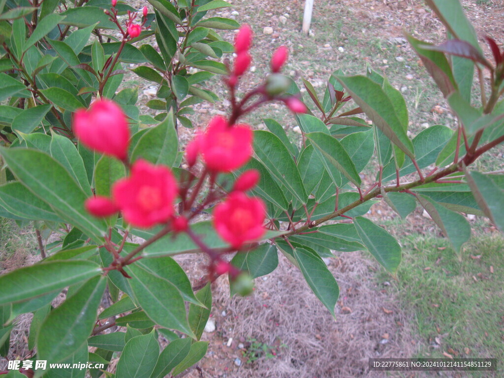 郊外植物鲜花红色花