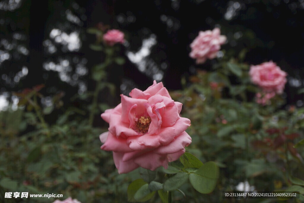 粉色玫瑰花拍摄