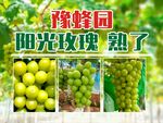 阳光玫瑰 海报