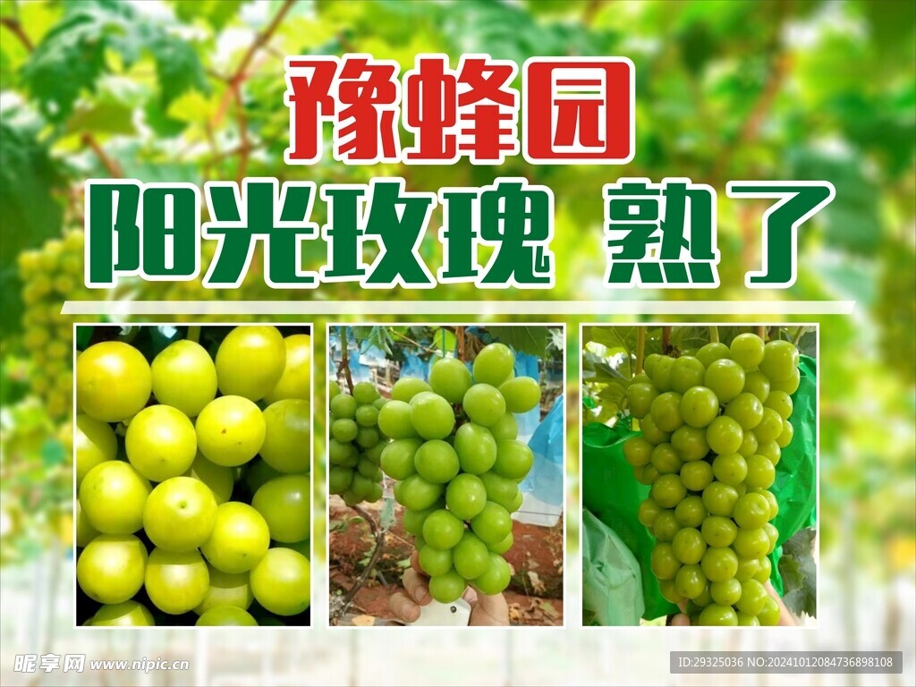 阳光玫瑰 海报