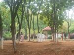 小区绿化