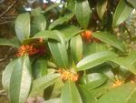 桂花