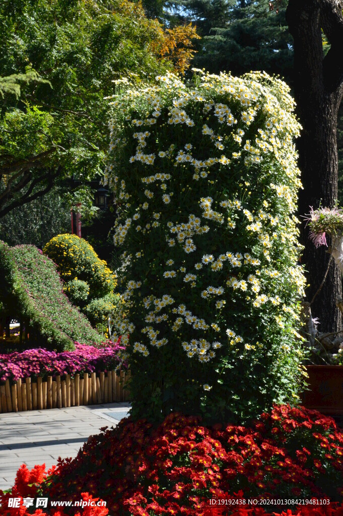 菊花 