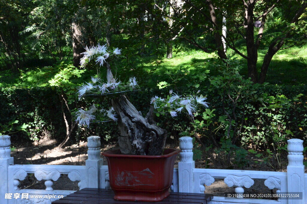 菊花  