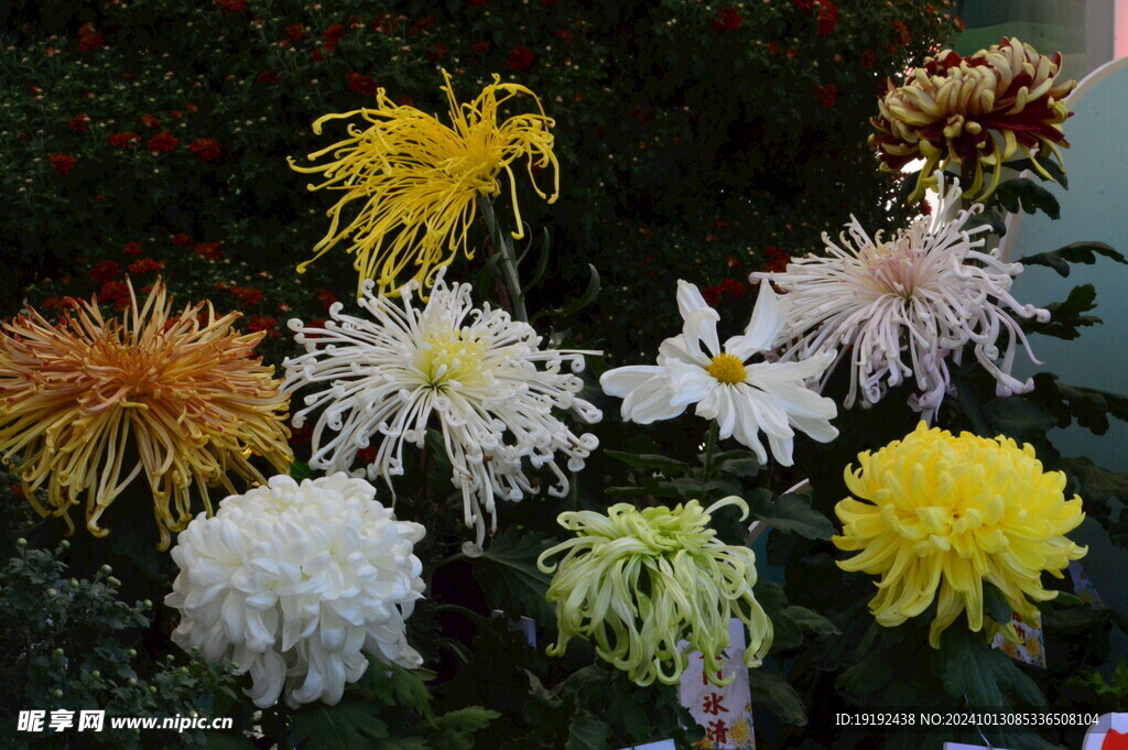 菊花 