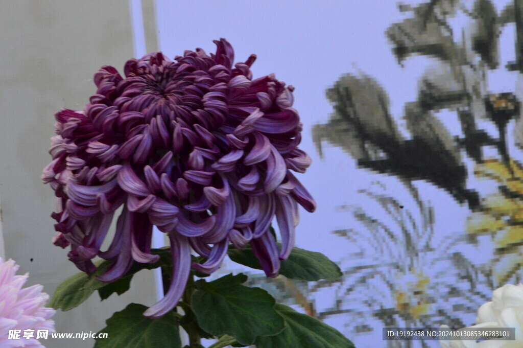 菊花 