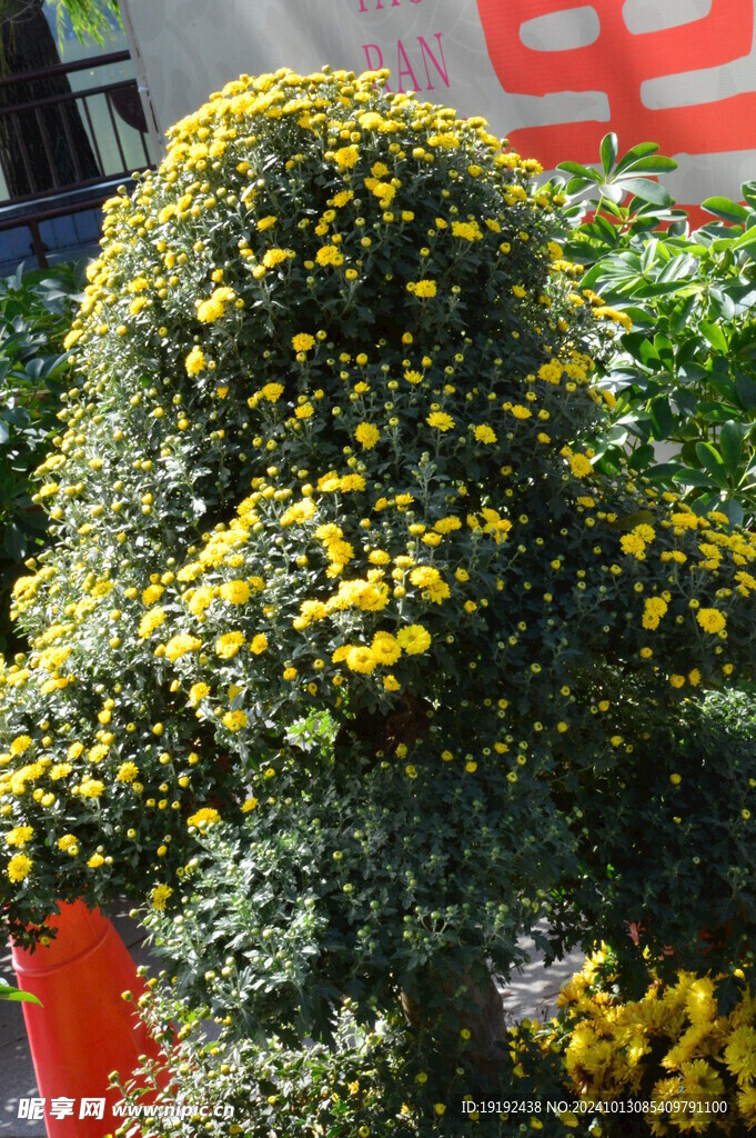菊花 