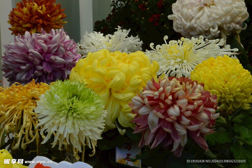 菊花  