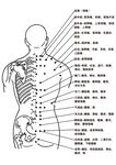 身体背部经络及病理图