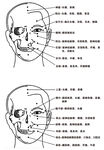 头部穴位经络及病理图