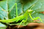 户外螳螂昆虫生物