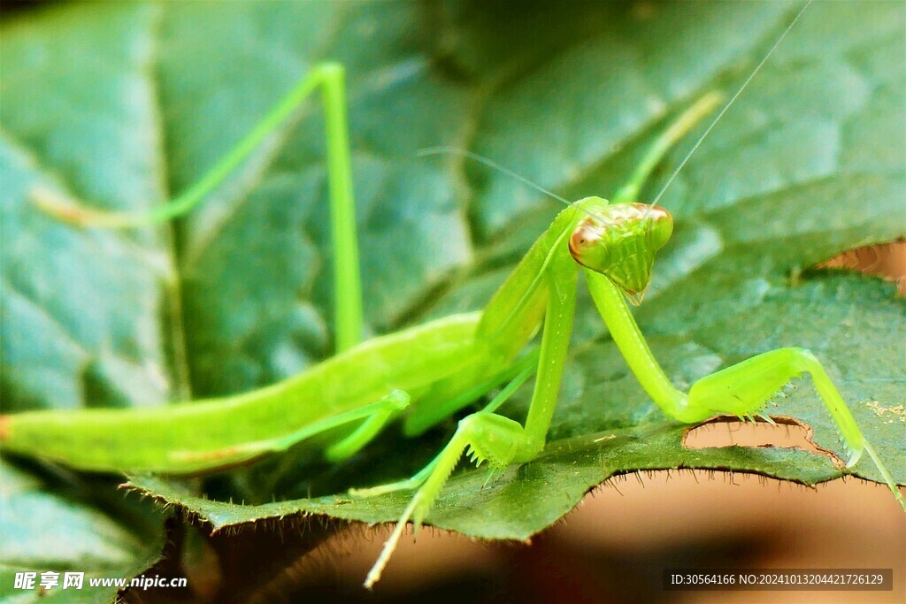 户外螳螂昆虫生物