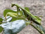 户外螳螂生物