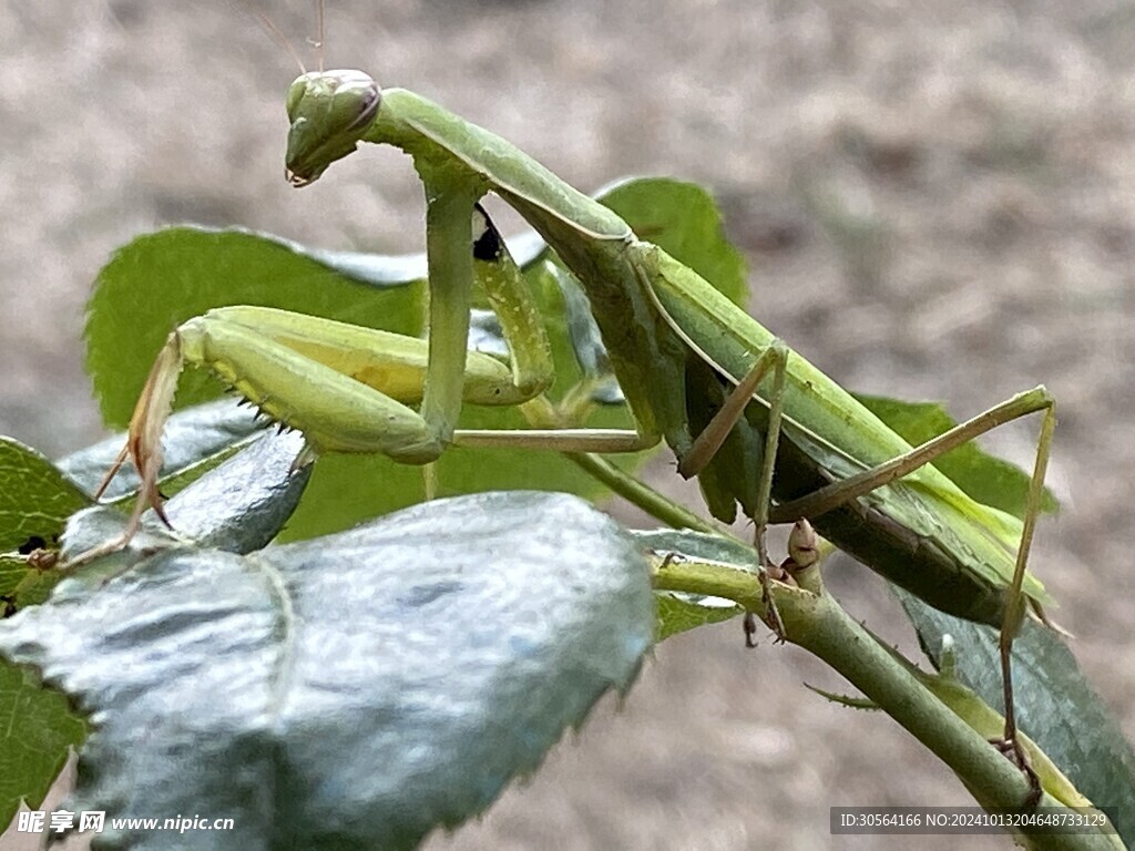 户外螳螂生物