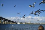 户外海鸥