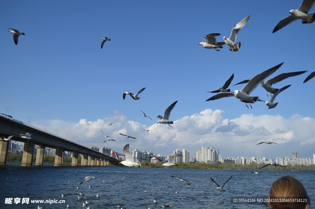 户外海鸥