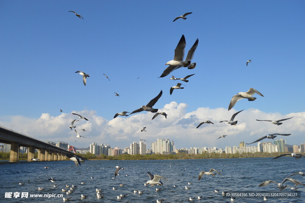户外海鸥鸟类