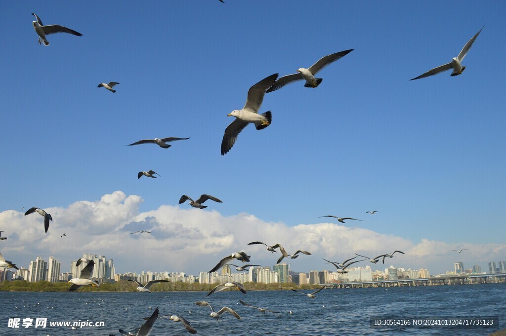 户外海鸥鸟类
