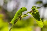 户外毛毛虫昆虫生物