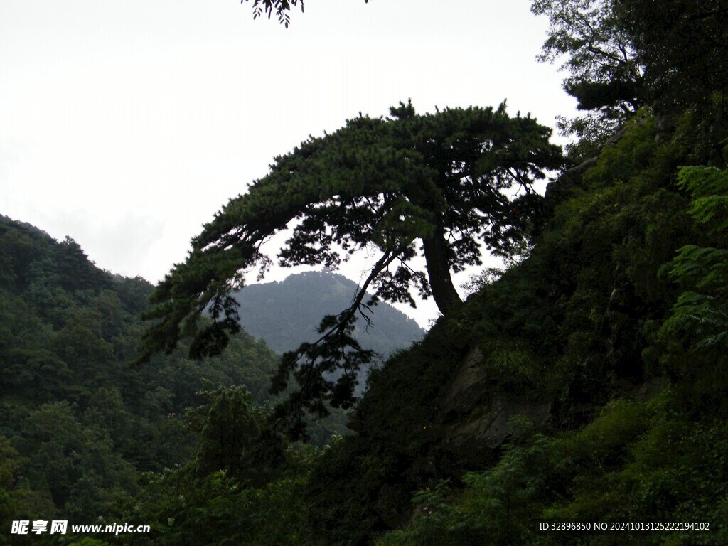 泰山