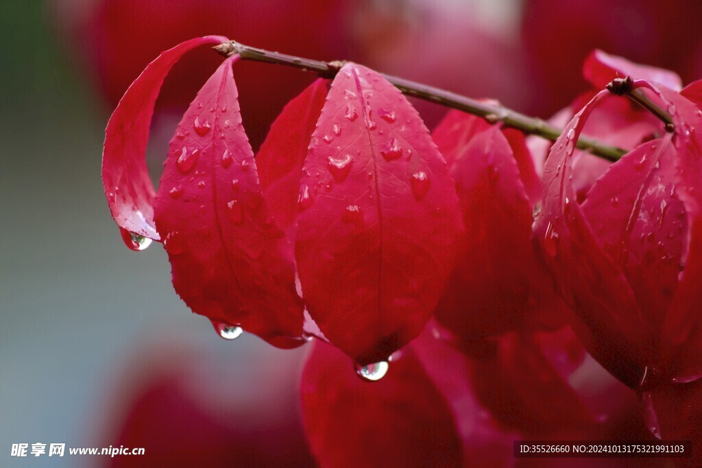 雨后红叶上的水珠