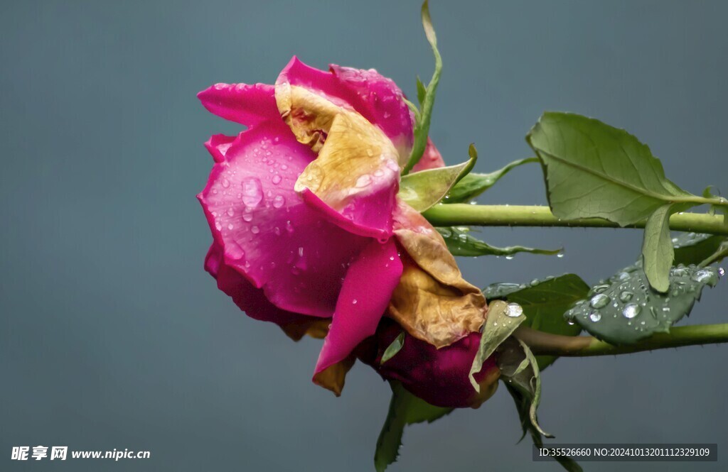 玫瑰花瓣上的水滴雨后玫瑰