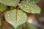 雨后的玫瑰叶晶莹剔透的露珠