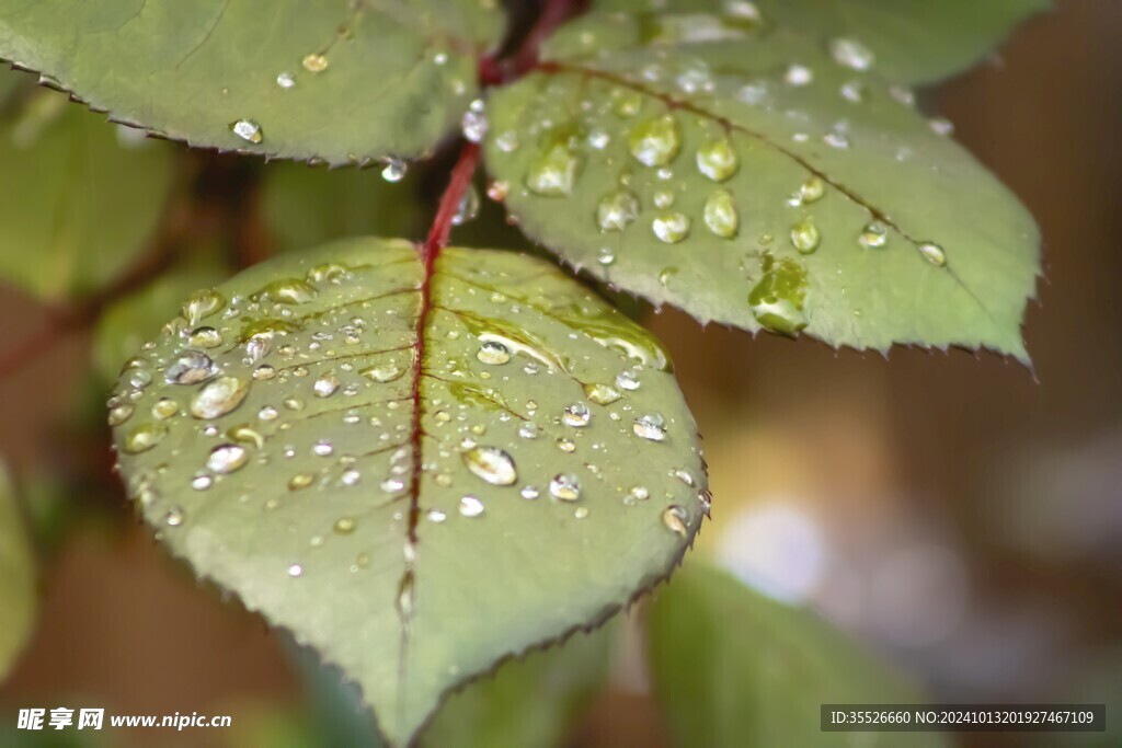 雨后的玫瑰叶晶莹剔透的露珠