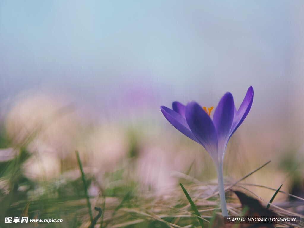藏红花图片