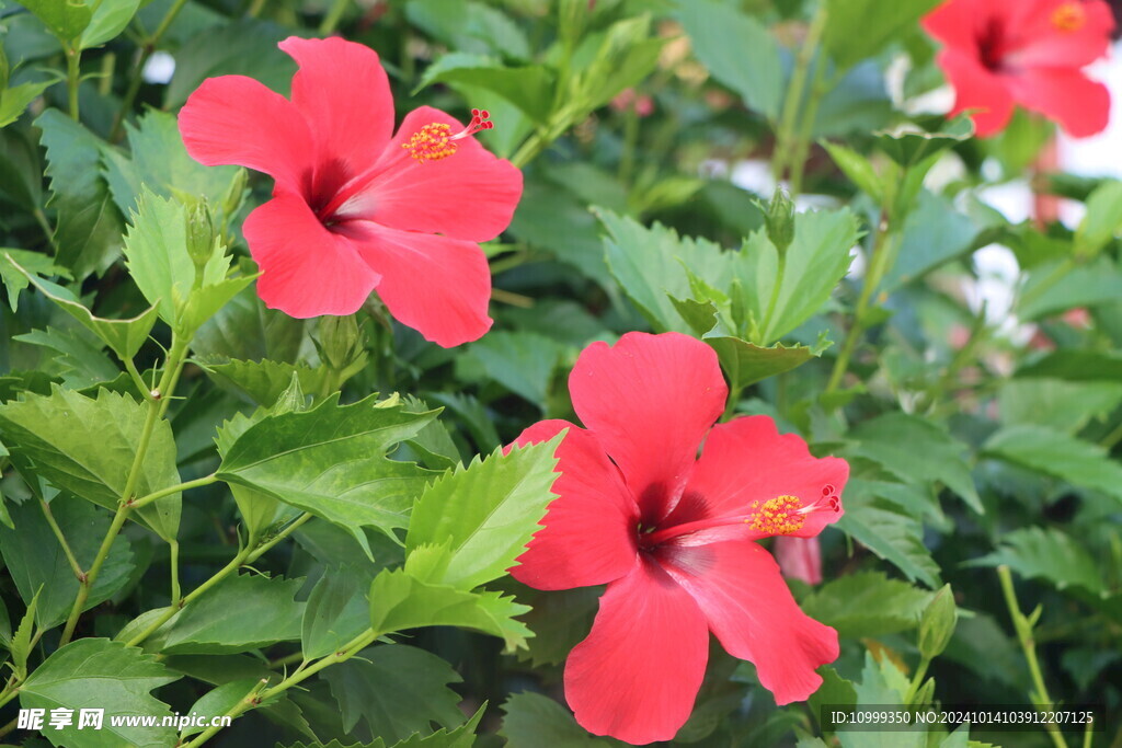 扶桑花
